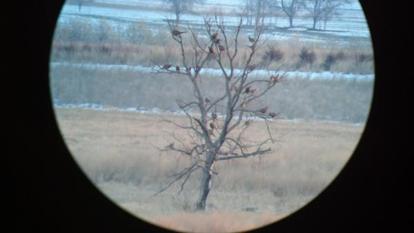 2017 South Dakota Pheasant Hunting Brood Count Survey