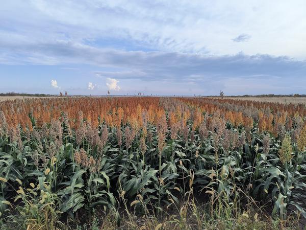 UGUIDE 2026 Food Plot System - Pheasant Hunting