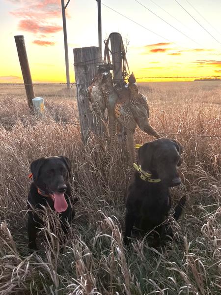 2025 Pheasant Season End Conclusions - Final Report