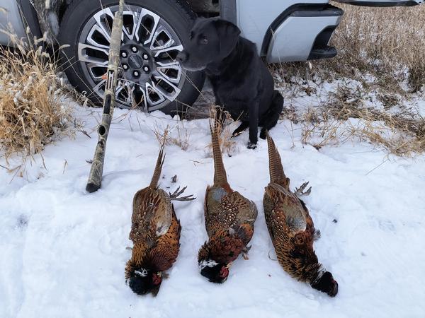 2025 UGUIDE Week 8 Crop & Pheasant Harvest Report by Camp