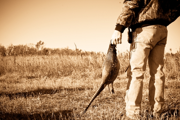 2018 Pheasant Season End Conclusions - Final Report