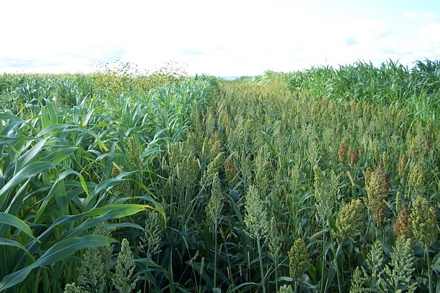 UGUIDE Food Cover Plots Photo