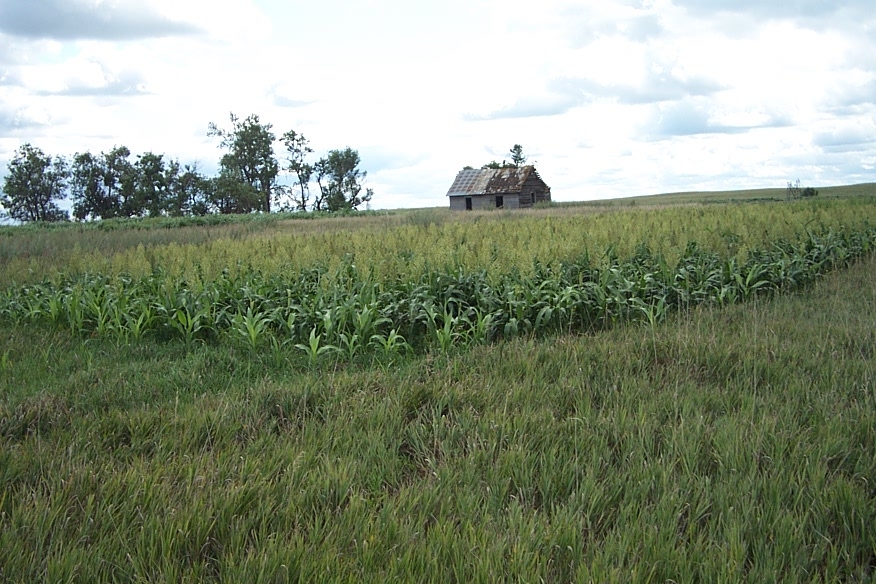 UGUIDE Food Cover Plots Photo