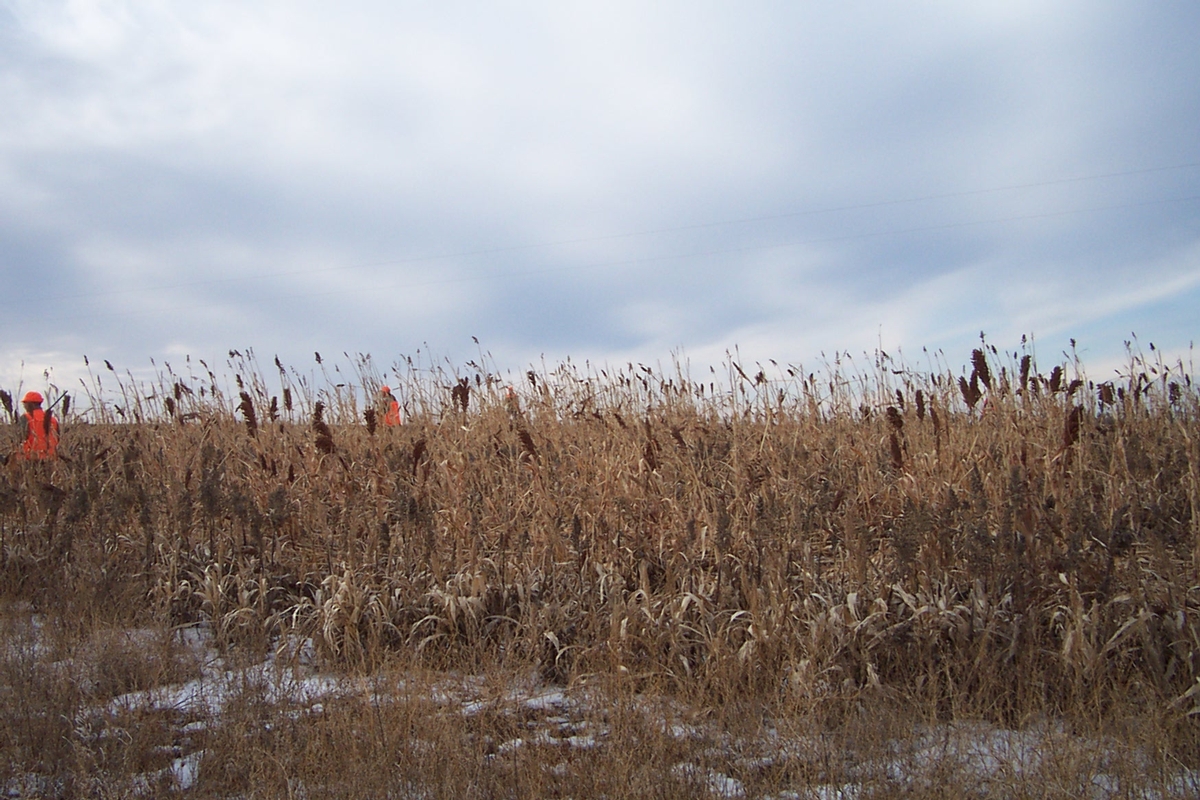 UGUIDE Food Cover Plots Photo