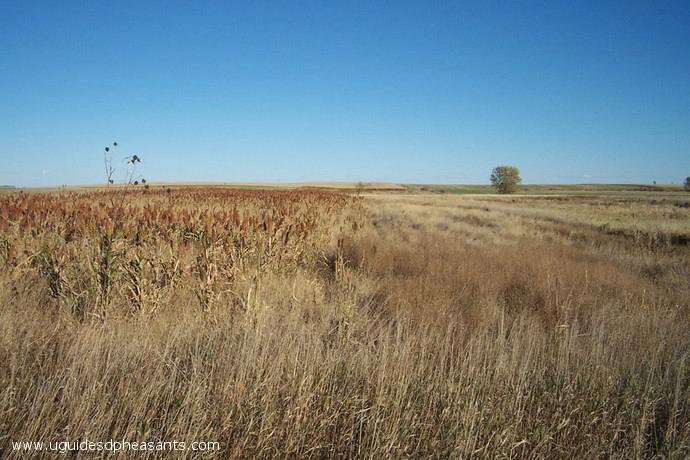 Pheasant Hunting Photo