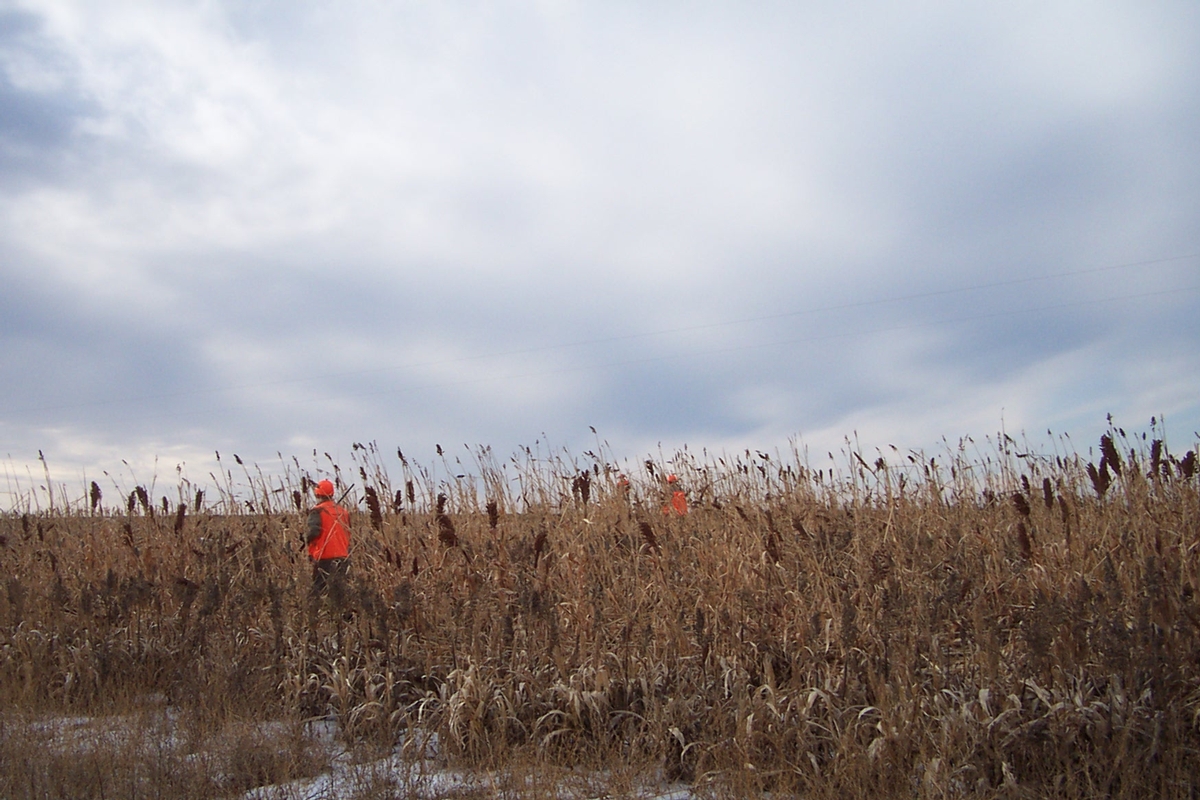 UGUIDE Food Cover Plots Photo