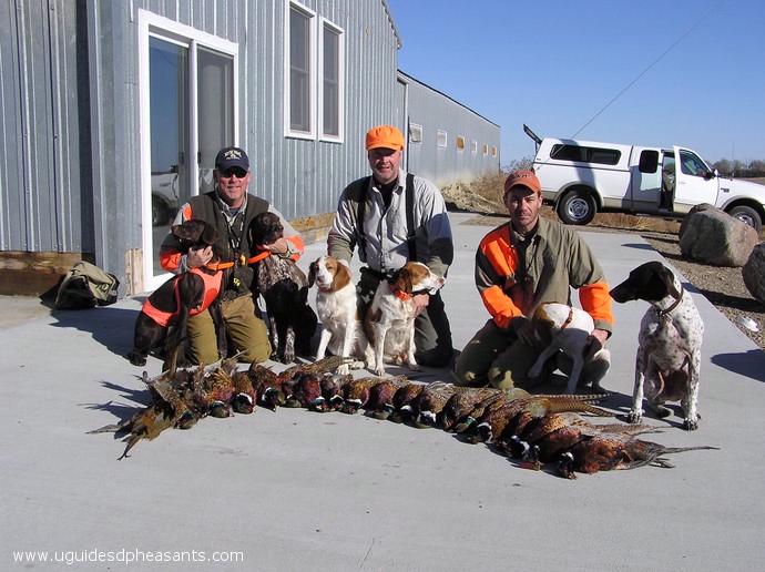 Pheasant Hunting Photo