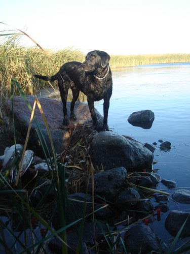 Waterfowl Hunting Photo