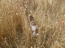 Pheasant Hunting in South Dakota