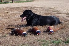 South Dakota Pheasant Hunts