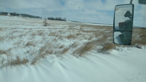 April Blizzard - Thick Switchgrass drifted in