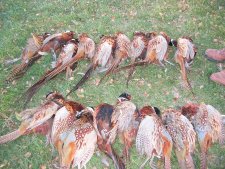 Serious Pheasant Numbers in SD