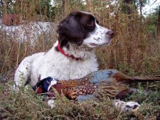 South Dakota Pheasant Season 2008